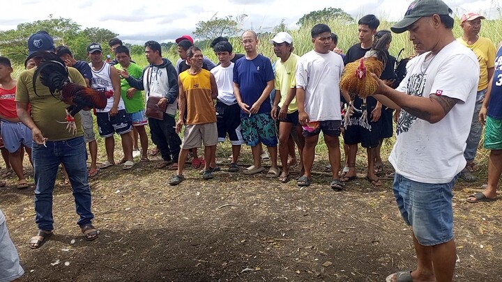 buLik kontra daLusape