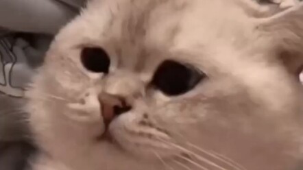 Cat: “I’ll just make it up to you.” “A grumpy little cat is no one to mess with.” “Apologizing…””