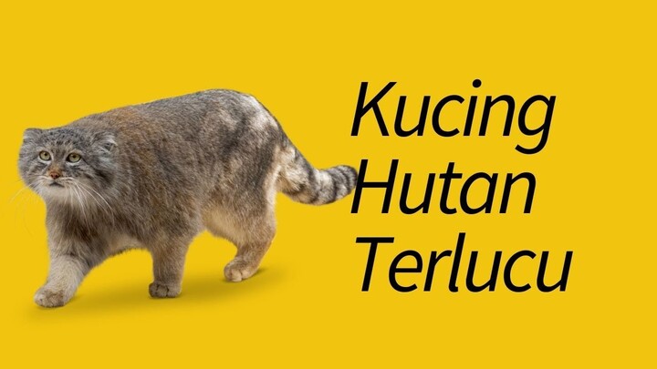 10 Jenis Kucing Hutan/Liar Paling Lucu—#4 Unik Banget!!
