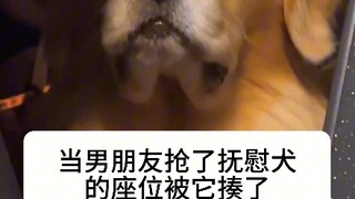 Chó an ủi: Lần sau vẫn đánh mày