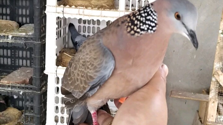 I can't believe this turtle dove has become so tame!