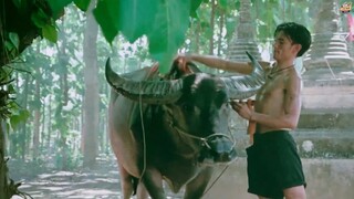 ไอ้เดี่ยว Vs พงศ์ ในศึกแข่งควายมาราธอน ชิงเงินรางวัล 800 บาท