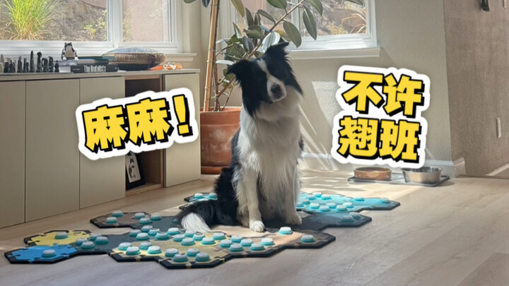 Tôi xin nghỉ ốm, thế mà chú cún con lại giục tôi đi làm…