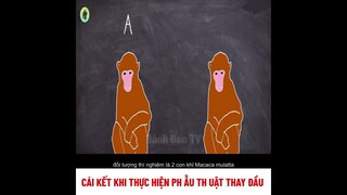 cái kết khi thực hiện phẫu thuật thay đầu