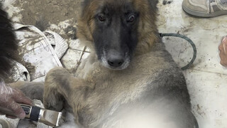 Changes in the stray German Shepherd dog after one week at home