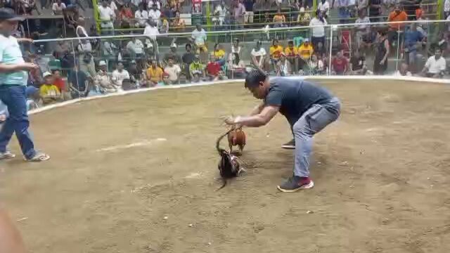 Mayo Cinco 5 cock final 5th fyt lose