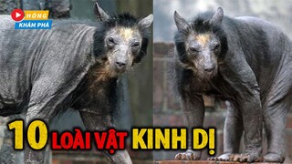 Top 10 loài sinh vật quái dị nhất thế giới không tin đang tồn tại