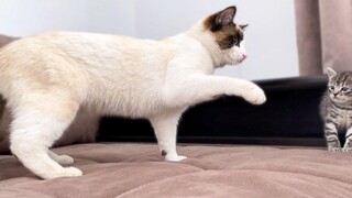 ปฏิกิริยาของแมวตลกต่อลูกแมวตัวใหม่