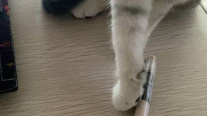 Kucing frustrasi karena dia tidak bisa memegang pena