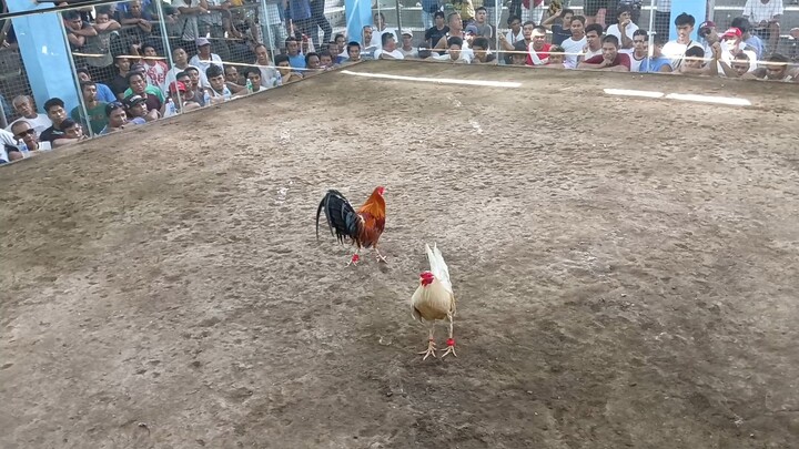 second fight for 3 wins! white gold 💓