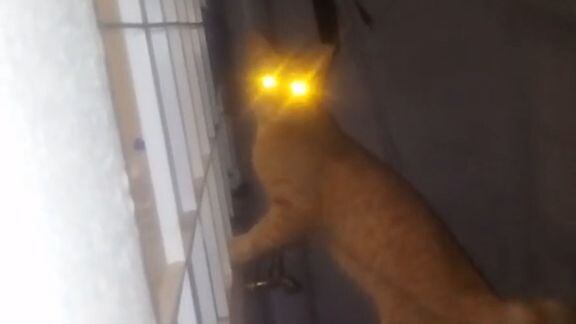 Skinwalker