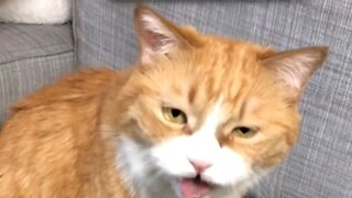 Cô Giang không có nhà, thái độ của Tiểu Mễ đối với chú Hồ cũng thay đổi!