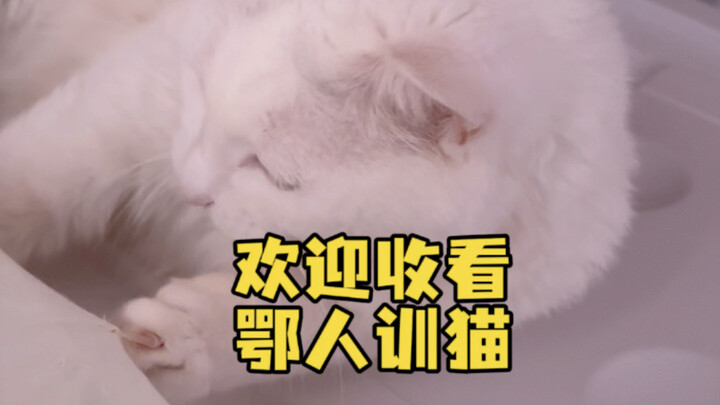 Chào mừng các bạn đến với chương trình Huấn luyện mèo của người Hồ Bắc!