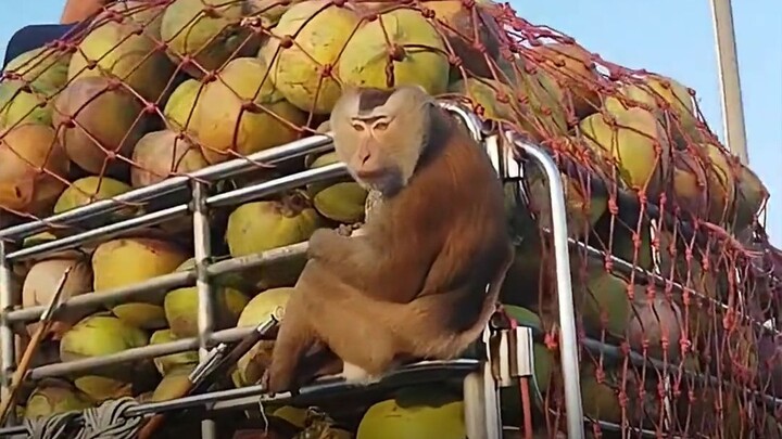 Chú khỉ làm thuê ở Thái Lan biết hái dừa – khỉ đuôi lợn!