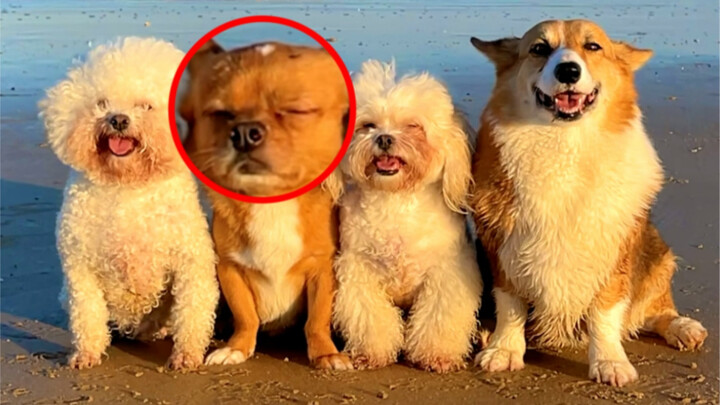 Little squabbles on the dog’s road trip...