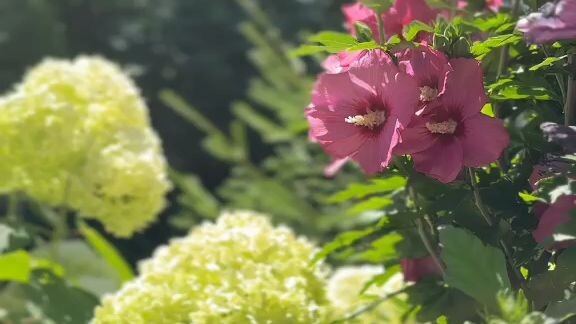 Light and flowers
