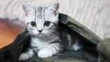 Anak kucing 100 kali lipat lebih imut di dalam kantong? 