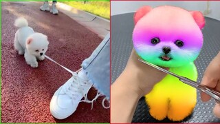 Tik Tok Chó Phốc Sóc Mini 😍 Funny and Cute Pomeranian #27