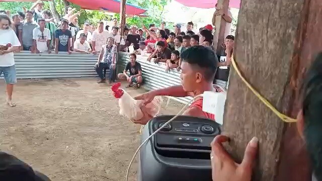 Ang huling sayaw ng broodstag ko