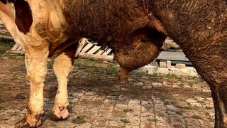 How satisfying is it to squeeze a super-large cyst? The feeling of thick fluid splashing around even