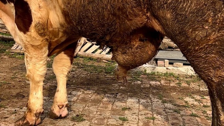 How satisfying is it to squeeze a super-large cyst? The feeling of thick fluid splashing around even