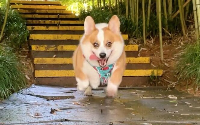 Corgi จะมีปฏิกิริยาอย่างไรหากเจ้าของและเจ้าของเรียกสุนัขพร้อมกัน?