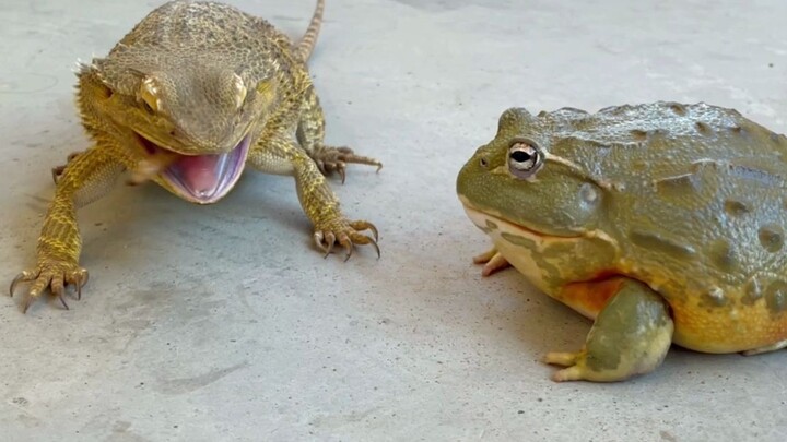 Little Calf: I’ve been putting up with you for so long, you know~