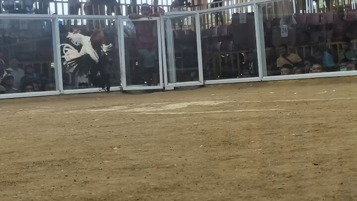 wins paraoakan