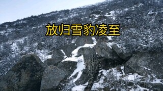 【雪豹】放归凌至《西野》片段