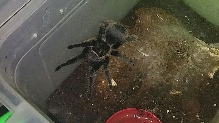 tarantula feeding