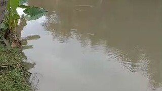 hihihi duarr sambaran ikan gabus memang mantap!!!