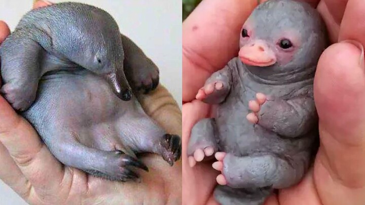 Do you know about the platypus?