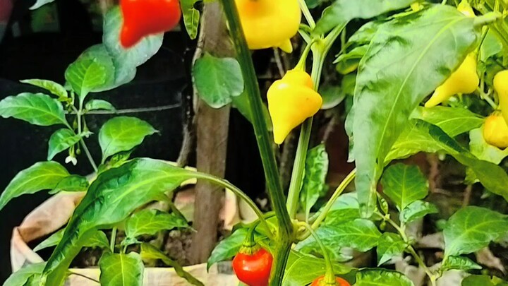 chilli plants for sell..