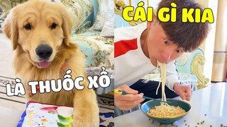 Gâu Đần Family | Khi Bố Giám Ăn Vụng Một Mình Không Cho Đản Hoàng Và Cái Kết 🤣 Gâu Đần Official