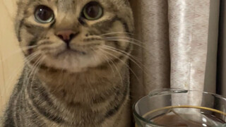 The kitten drank half a bowl of water, looked at his mother eagerly for praise, and drank more than 
