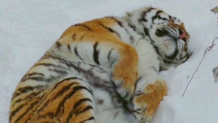 Kháng lạnh quá đà? Đại hổ giữa trời tuyết chìm vào giấc ngủ ngọt ngào