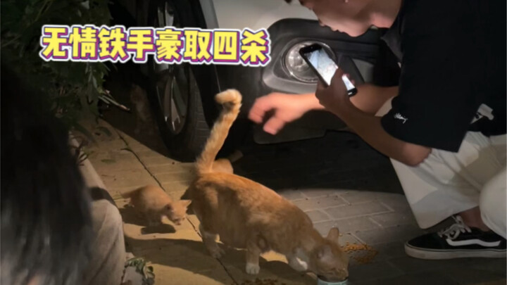 紧张又刺激的抓猫第一视角！