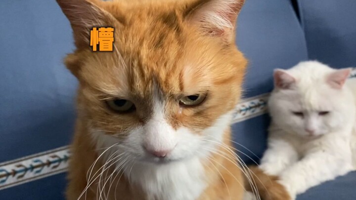 القط الثرثار مي الصغير مقابل القط مي الكبير الذي يعاني من مزاج الصباح: الفرق بينهما بعد الاستيقاظ لل