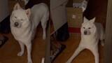 【Animal Circle】Sleepy dog and his delayed reaction to owner's return.