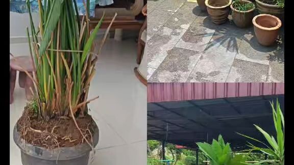 今天我发布了我的第一个视频，《自然》。