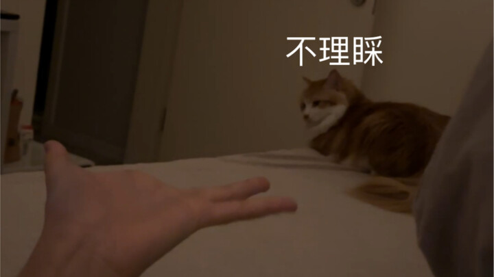 The moment I fooled the cat was so fun!