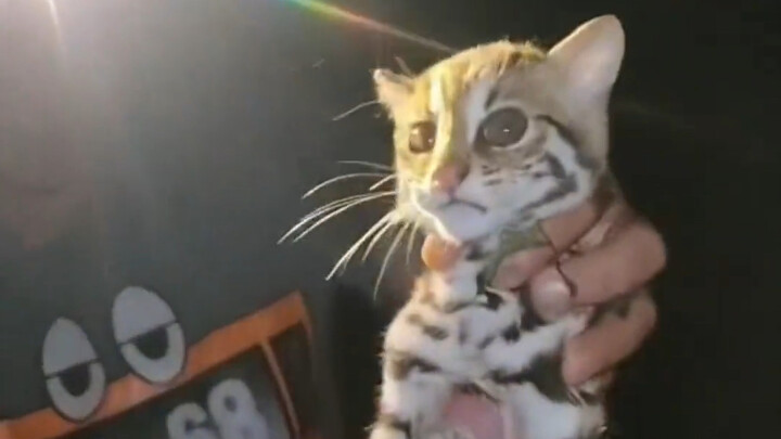 Sepasang suami istri di luar negeri menemukan seekor kucing belang saat dalam perjalanan pulang dan 