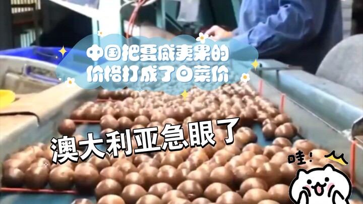 China has slashed macadamia nut prices to rock-bottom levels. So why is Australia so upset?