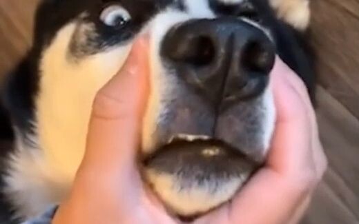 You’re not a puppy—you’re a squishy squeeze-toy!