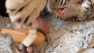 แมวเก่า 🐱 ปรับปรุงใหม่