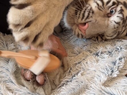 旧猫🐱翻新啦