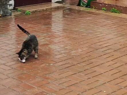 Tonton sampai akhir, saya akan berbagi tentang bayi di rumah saya yang sangat mandiri dan punya pend