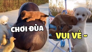 Cuộc sống nông thôn đơn giản mà vui vẻ hạnh phúc !! | Pets TV