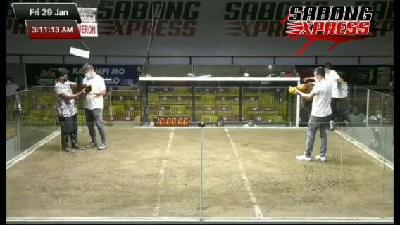 My Gold Allan Syaco Blood line 4 d champion👏🐓🐓🐓