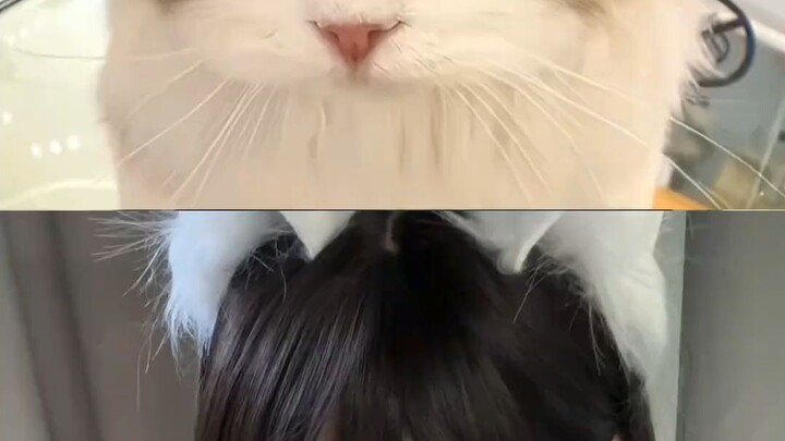 angry cat